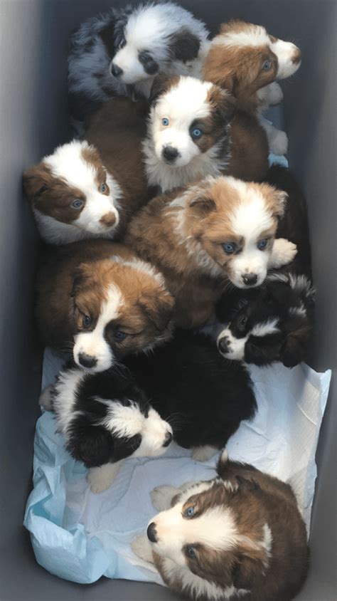 Tails are docked and dewclaws removed. Australian Shepherd Puppies For Sale | San Diego, CA #268076