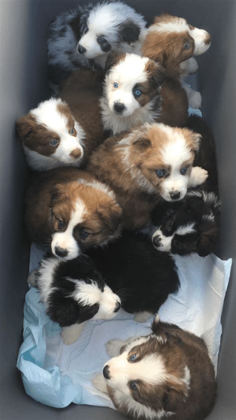 Australian Shepherd Puppies For Sale | San Antonio, TX #268361