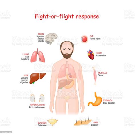 This chain reaction causes a cascade of events that is meant to help the body. Fightorflight Stress Response System Stock Illustration ...