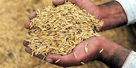 cara membuat dedak dari sekam padi untuk pakan ternak