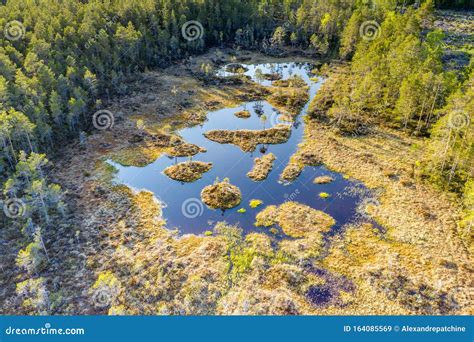 Aerial Photo Of Ordinary Swamp In Swedish Pine Tree Forest Sunny Day