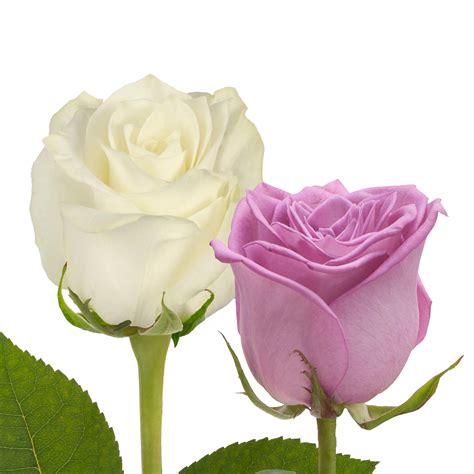 Beautiful Lavender And White Roses At Affordable Price Online Yourroseguy