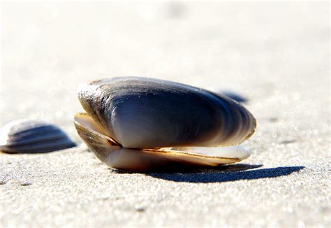 Free Images Beach Sand Food Seafood Blue Material Invertebrate