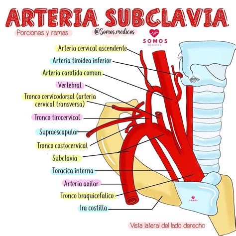 Arteria Subclavia Arteria Subclavia Arterias Del Cuerpo Anatomía Médica