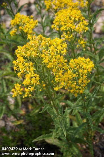 We did not find results for: Senecio serra | butterweed groundsel | Wildflowers of the ...
