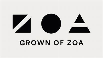 Zoa Order Material Launch Copywriting Identity Website