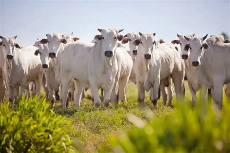 Fazenda Gado De Corte Como Escolher Um Software De Gestão