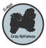 | catch responsive by catch themes. Havanese breeders in Florida | Havanese Puppies For Sale FL