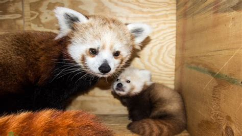 Red Panda Cub Born At Kc Zoo To Go On Display Thursday