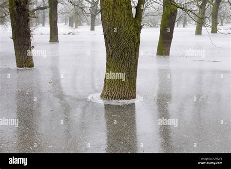 Frozen Floodwater In The Middle Elbe Biosphere Reserve Dessau Saxony