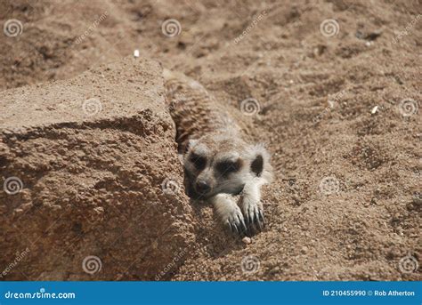 A Lone Meerkat Resting In The Sunshine Stock Photo Image Of Brown