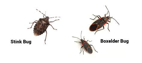 Stink Bugs And Boxelder Bugs On Your Atlanta Home Active Pest Control