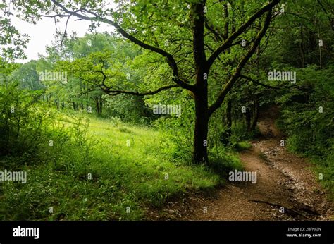 Beautiful Hiking Trail Through Dense Green Forest Landscape While