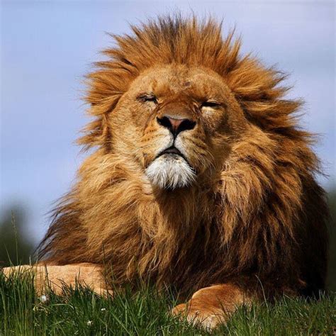 King Of The Jungle Animals Beautiful Funny Lion Pictures Animals Wild