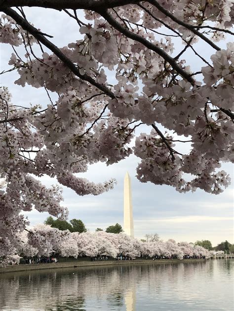 Dc Cherry Blossoms Smithsonian Photo Contest Smithsonian Magazine