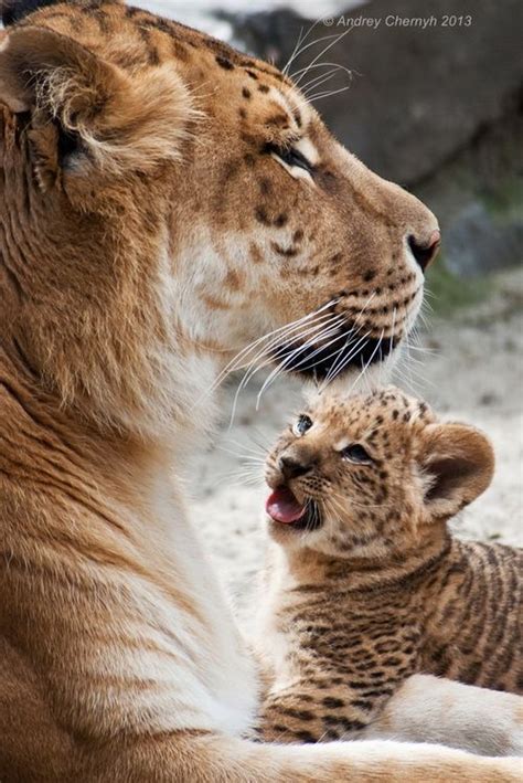 17 Images About Liger Tigon On Pinterest Bengal Tiger A Lion And A