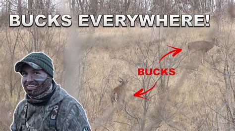 Bucks Everywhere Mid November Rut Action Crazy Buck Vocalizations