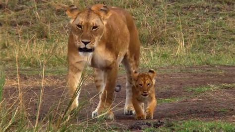 Beautiful Animals Safaris Safari Amazing Beautiful