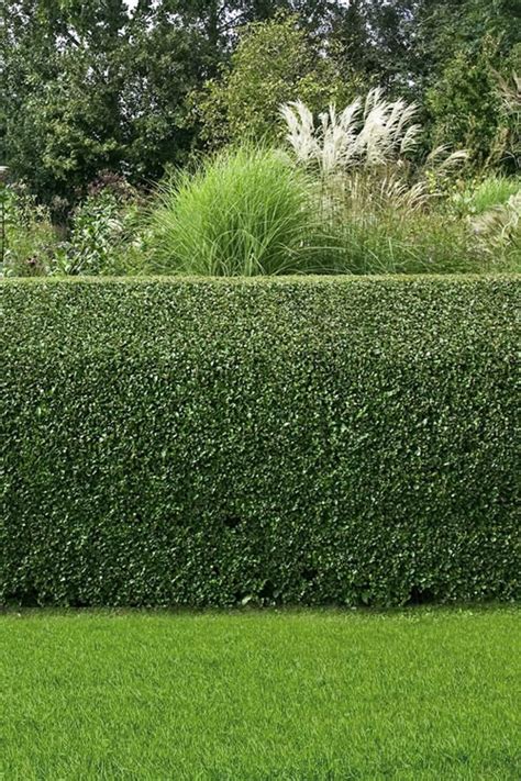 American holly is a popular ornamental, especially during the holiday season. Buy Compacta Japanese Holly - FREE SHIPPING - 3 Gallon For ...