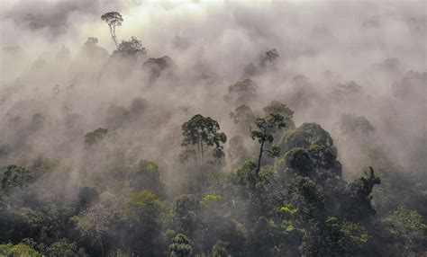 Rivers In The Sky How Deforestation Is Affecting Global Water Cycles