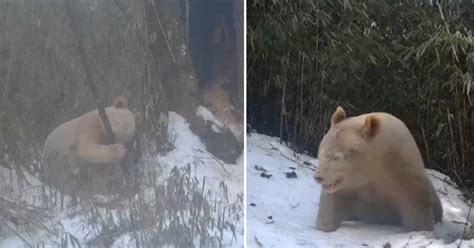 Rare Albino Panda Captured On Camera For The Second Time In History