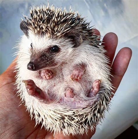 Quillomena Pricklepants On Instagram “is A Hog In The Hand Worth 2 In