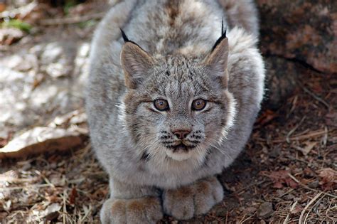 Featured Animals Canada Lynx Cmzoo