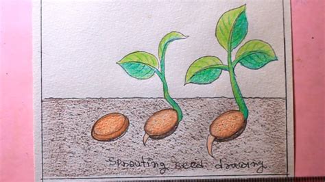 How To Draw Sprouted Seedsvery Easysprouting Seed Drawing Youtube