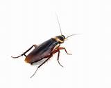 A Cockroach Pictures