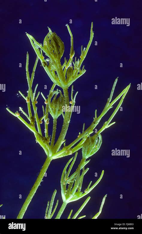 Chara Algae Hi Res Stock Photography And Images Alamy