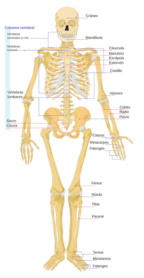 Los Huesos Del Cuerpo Humano Diagrama Etiquetado The Best Porn Website