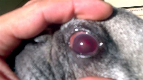 The lacrimal gland of the third eyelid becomes inflamed and out of its usual place being exposed to the outside world. I have a pug that i been trying to retrain not to poop in my