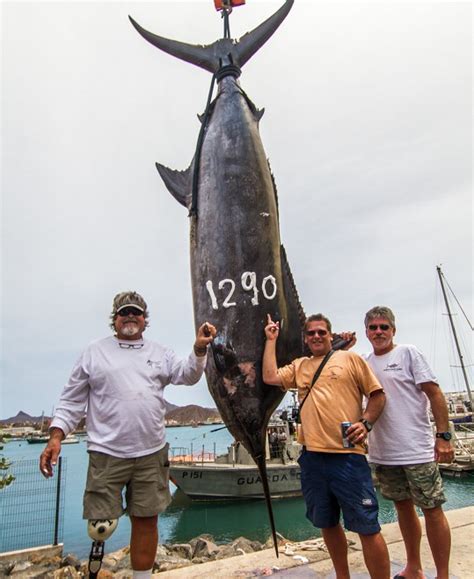 International Fishing News Cape Verde Caught One Of The Biggest Blue