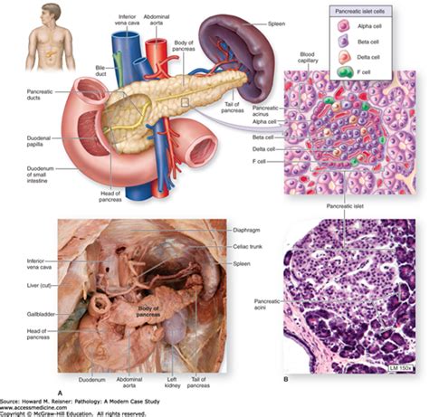 Pancreas Anatomy Overview Gross Anatomy Microscopic Anatomy My Xxx Hot Girl