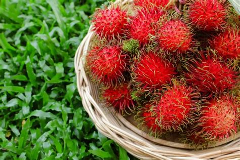 13 Weird And Rare Fruits From Around The World Escapadee