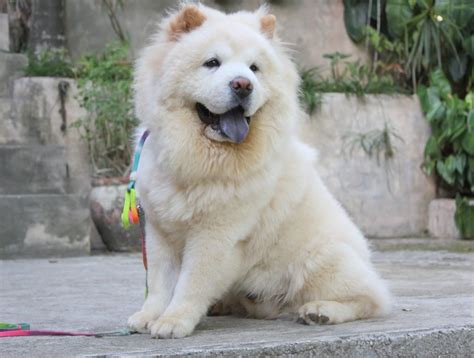 Chow Chow Puppy White Canada