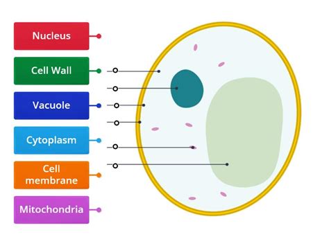 Yeast Cell Structures Labelled Diagram