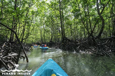 Langkawi Mangrove Tour All You Need To Know In 2023