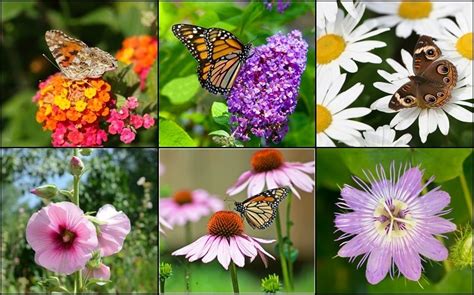 30 Beautiful Plants To Attract Butterflies And Bees To Your Garden
