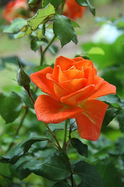 photo rose orange flower blossom  image
