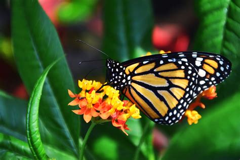 Free Picture Beautiful Bloom Blossom Bright Butterfly