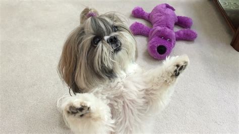 Lacey Gets A Special Treat Cute Shih Tzu Dog Youtube