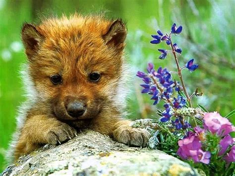 Cute Baby Wolf Wallpapers Free Download