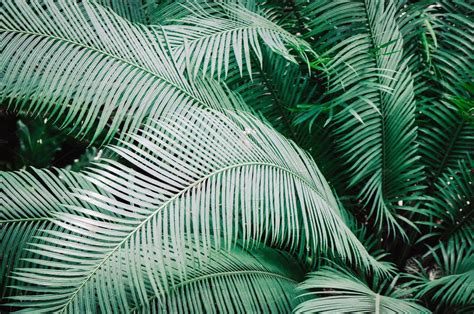 Palm leaf jungle background | Palm leaves background, Jungle background, Palm leaf background