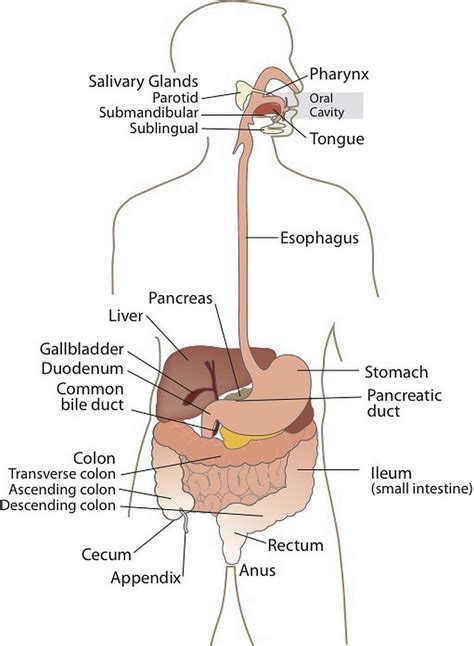 Among the major parts of digestive system is stomach in which the food enters through the mouth and digested. Digestion and Absorption