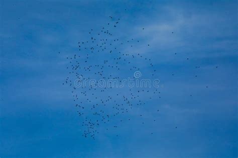Low Angle View Of A Flock Of Bird Flying Together In The Sky Stock