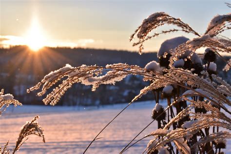 無料画像 風景 海 木 水 地平線 ブランチ コールド 冬 空 日の出 太陽光 朝 霜 氷 イブニング