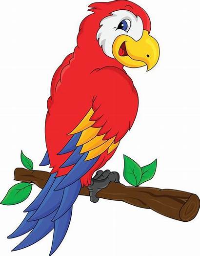 Cartoon Clipart Jungle Macaw Birds Rainforest Bird