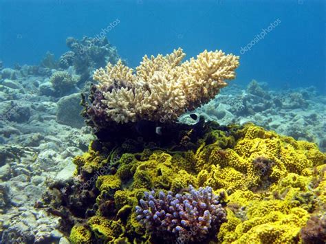 Colorful Coral Reef With Hard Corals On The Bottom Of Red Sea — Stock