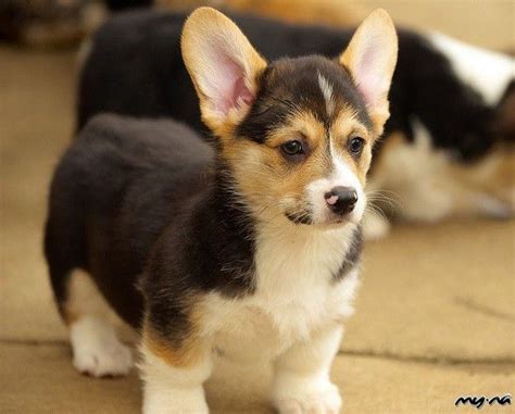 Below is the list of puppy for sale ads on our site. Pembroke Welsh Corgi Puppies For Sale. - My Namibia